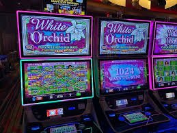 hokikafe unified entertainment platform spanning sportsbook, live-dealer, slots, and esports